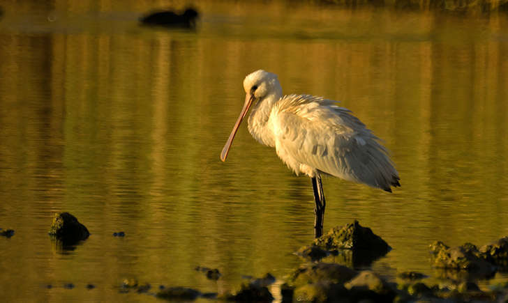 Spatule blanche (Crédits: Juan Emilio - flickr)