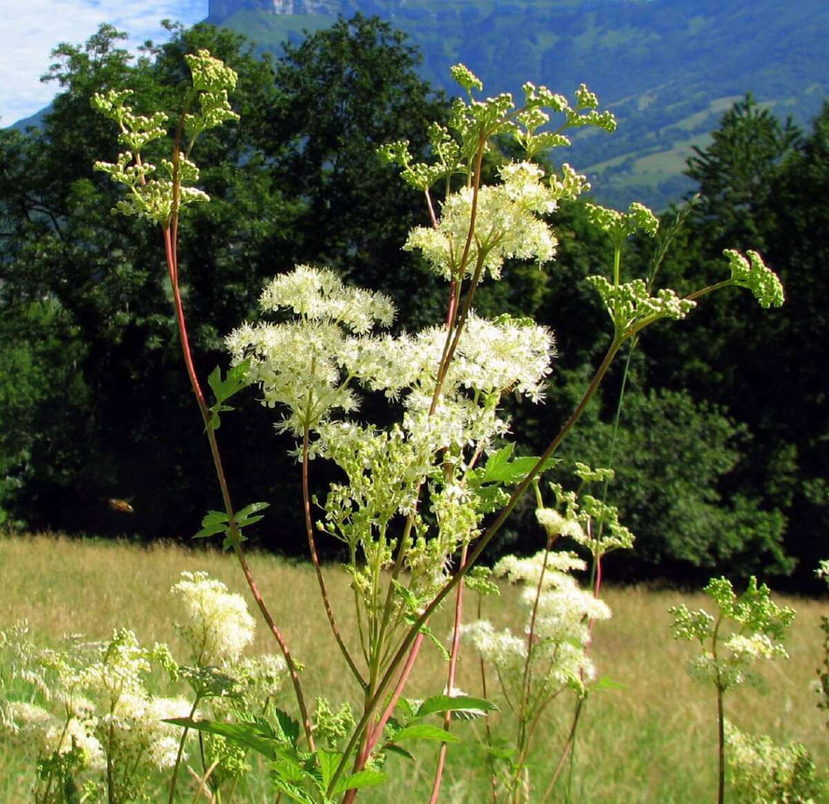 Reine-des-près (crédits: pascal_Flickr)