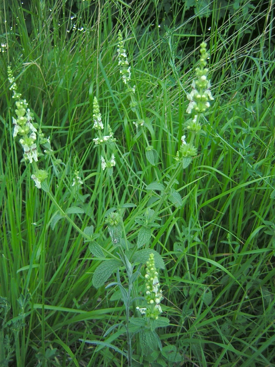 Épiaire droite - Stachys recta L.(Crédit : Aroche)