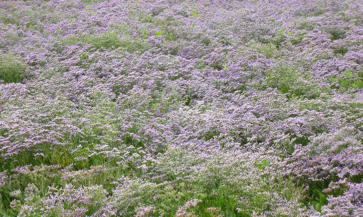 Lilas de mer (Crédits: Stéphanie RITZ)