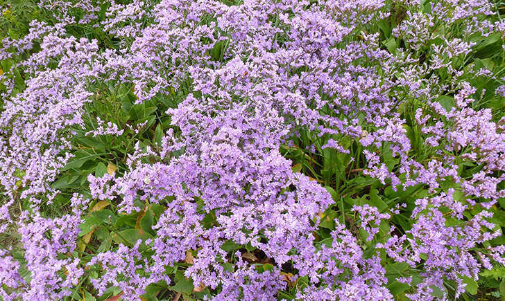 Lilas de mer (Crédits: Stéphanie RITZ)