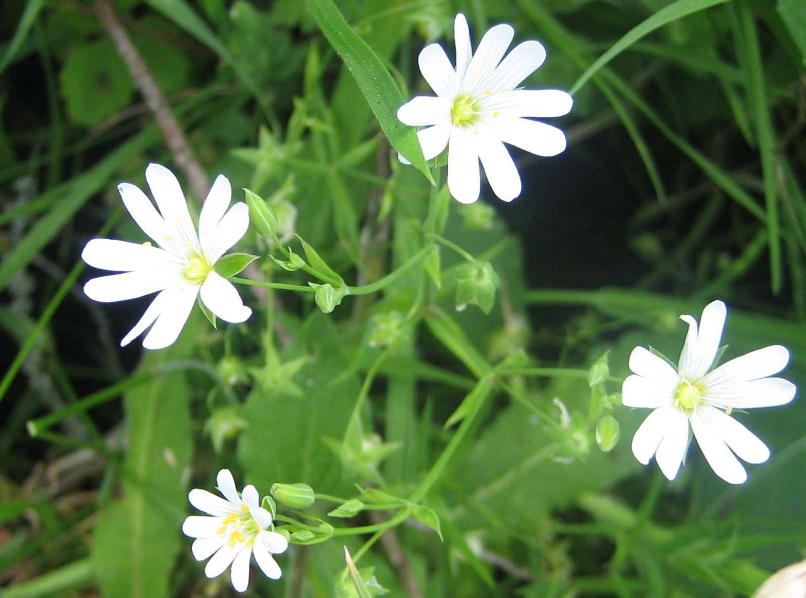 Stellaire Holostée (crédits: evelyne Liauzun)