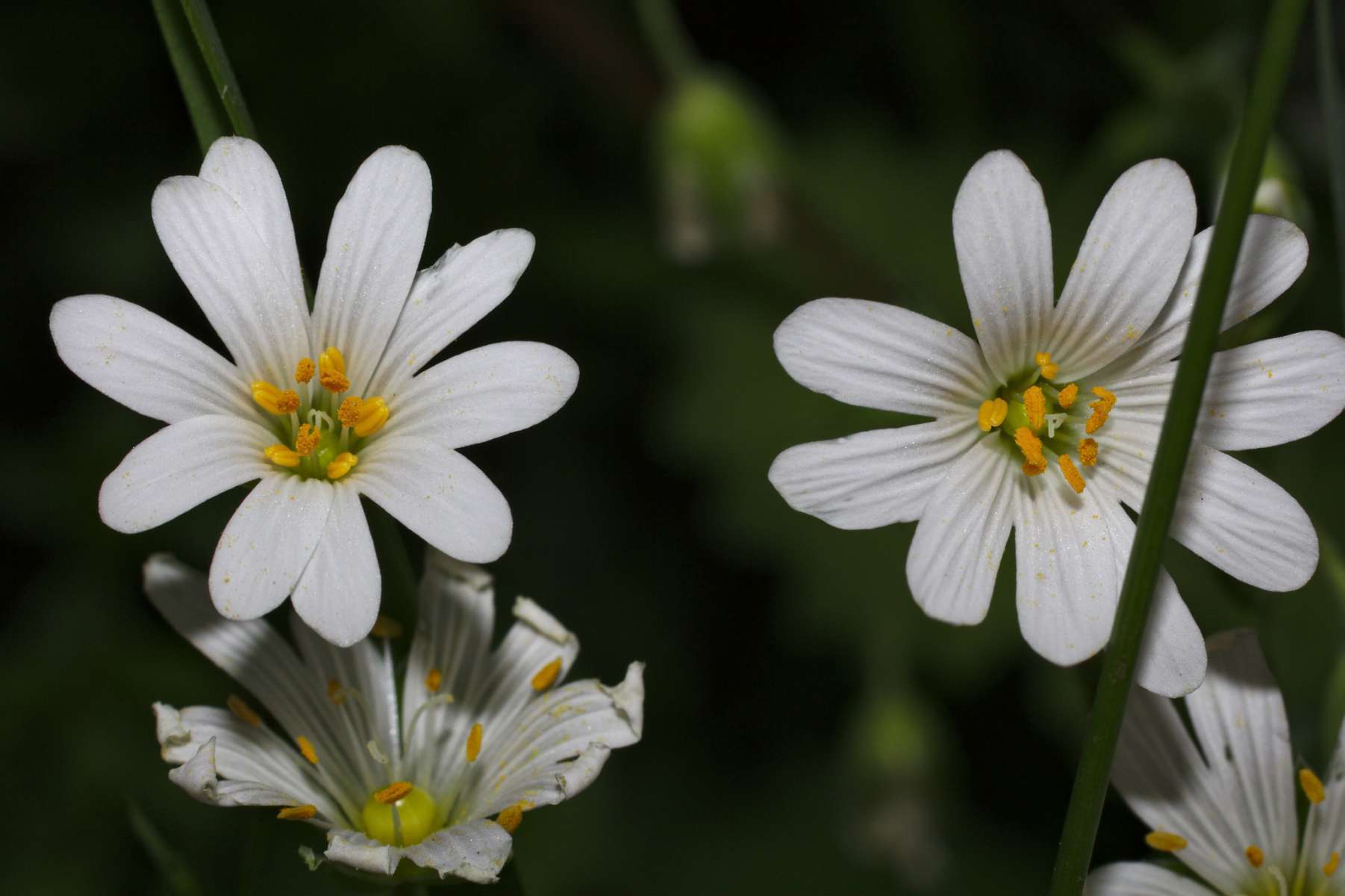 Stellaire Holostée (crédits: stanze_flickr)