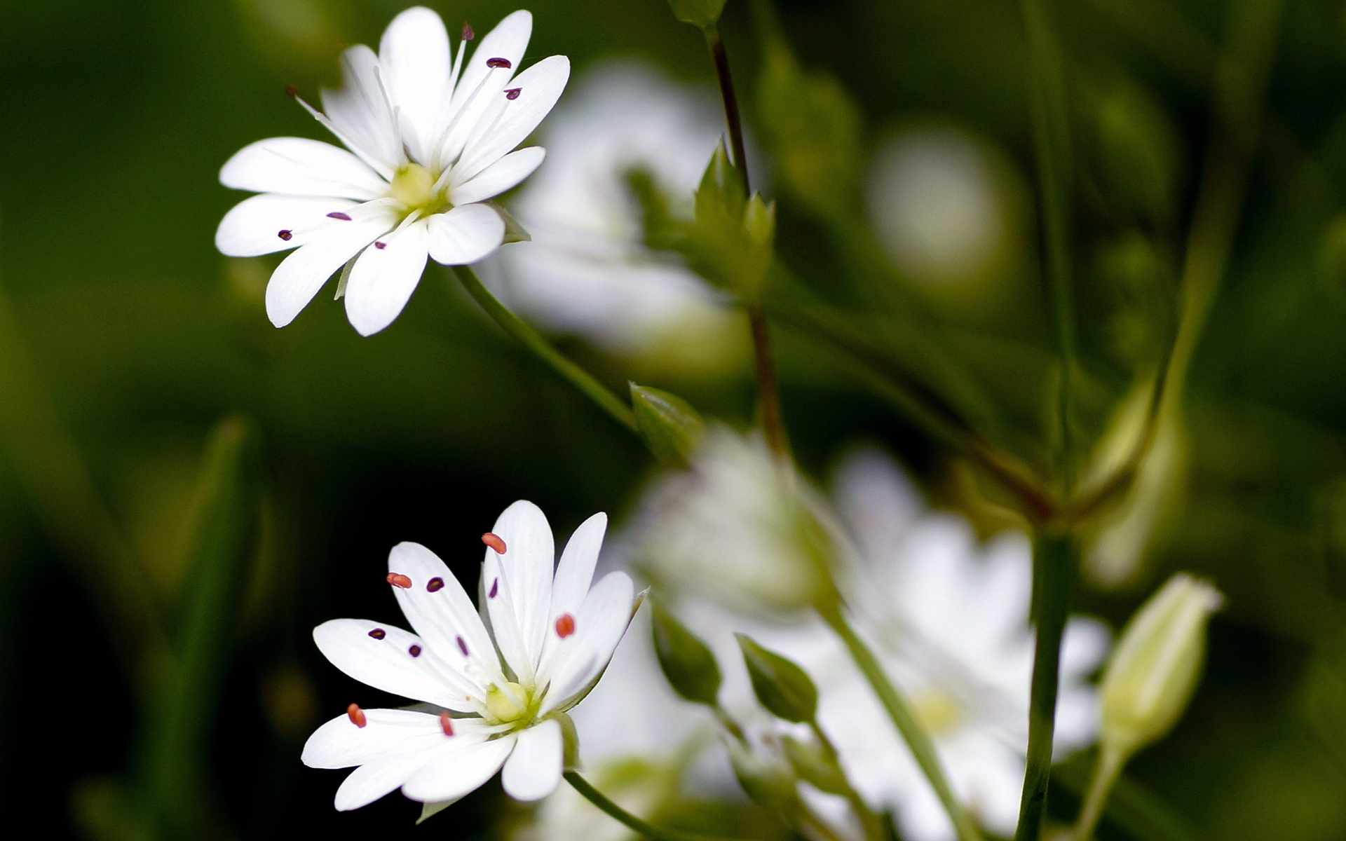 Stellaire à feuilles de graminée - Credit : Udo Schmidt - Flickr