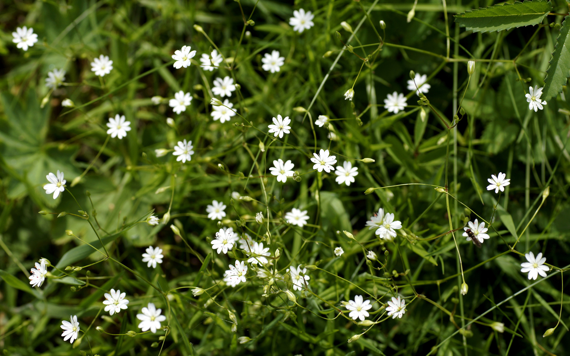 Stellaire à feuilles de graminée - Credit : Udo Schmidt - Flickr