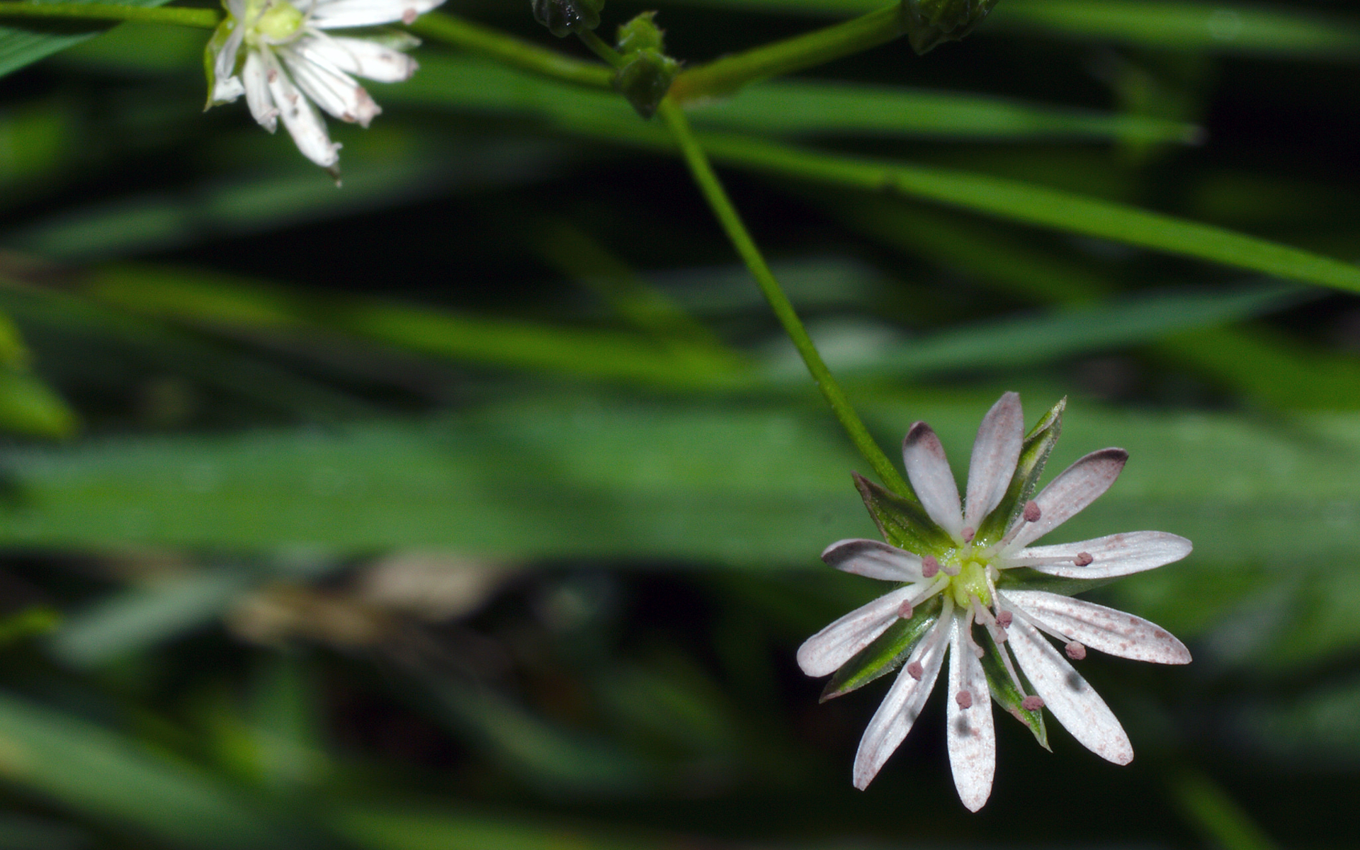 Stellaire à feuilles de graminée - Credit : Stanze - Flickr