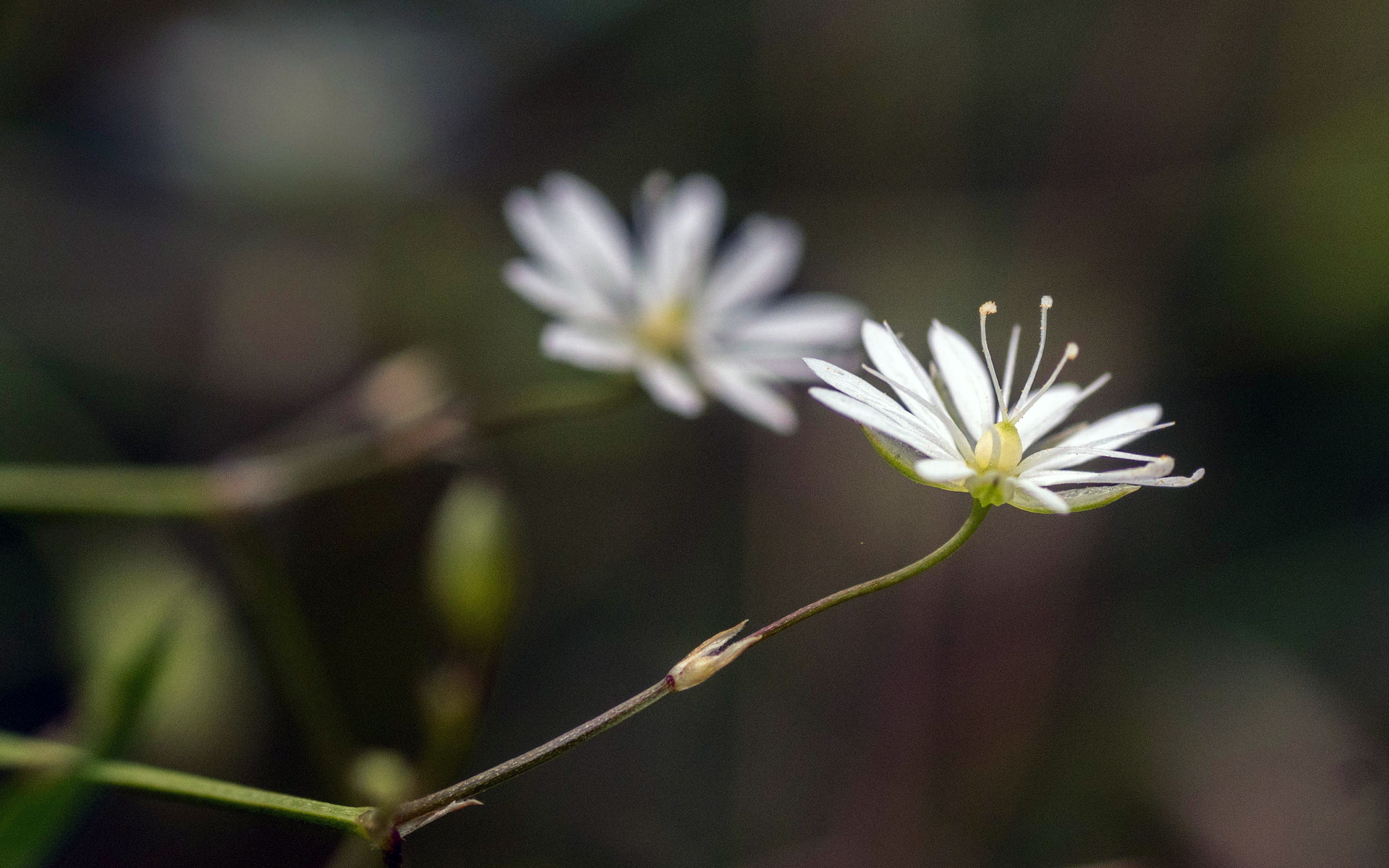 Stellaire à feuilles de graminée - Credit : Dereck Winterburn - Flickr