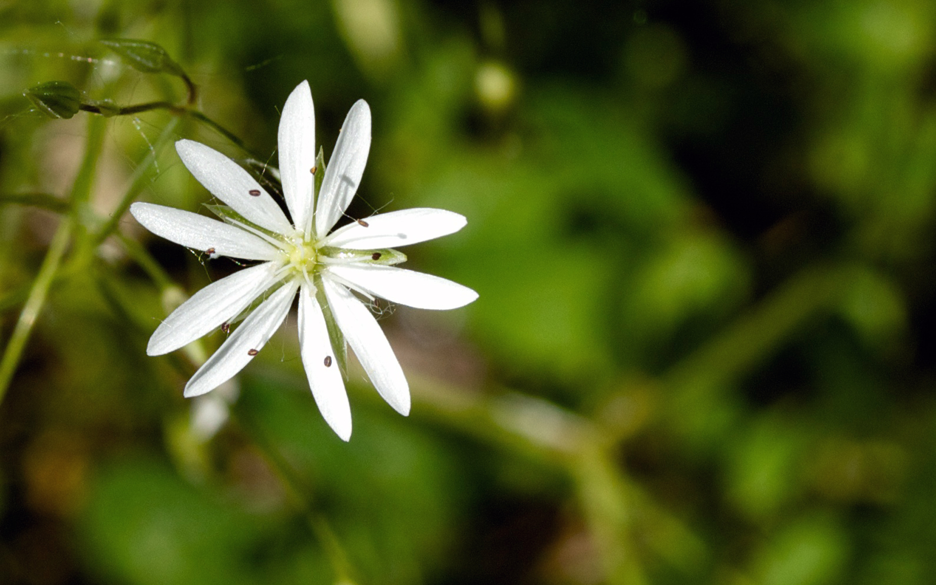 Stellaire à feuilles de graminée - Credit : Jean-Marie Van Der Maren - Flickr