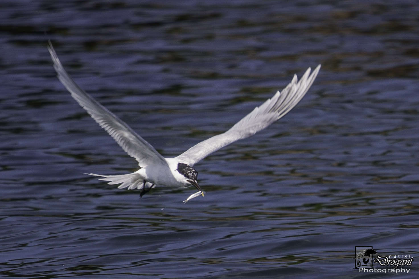 Sterne caugek (Thalasseus sandvicensis) en vol venant de capturer un poisson