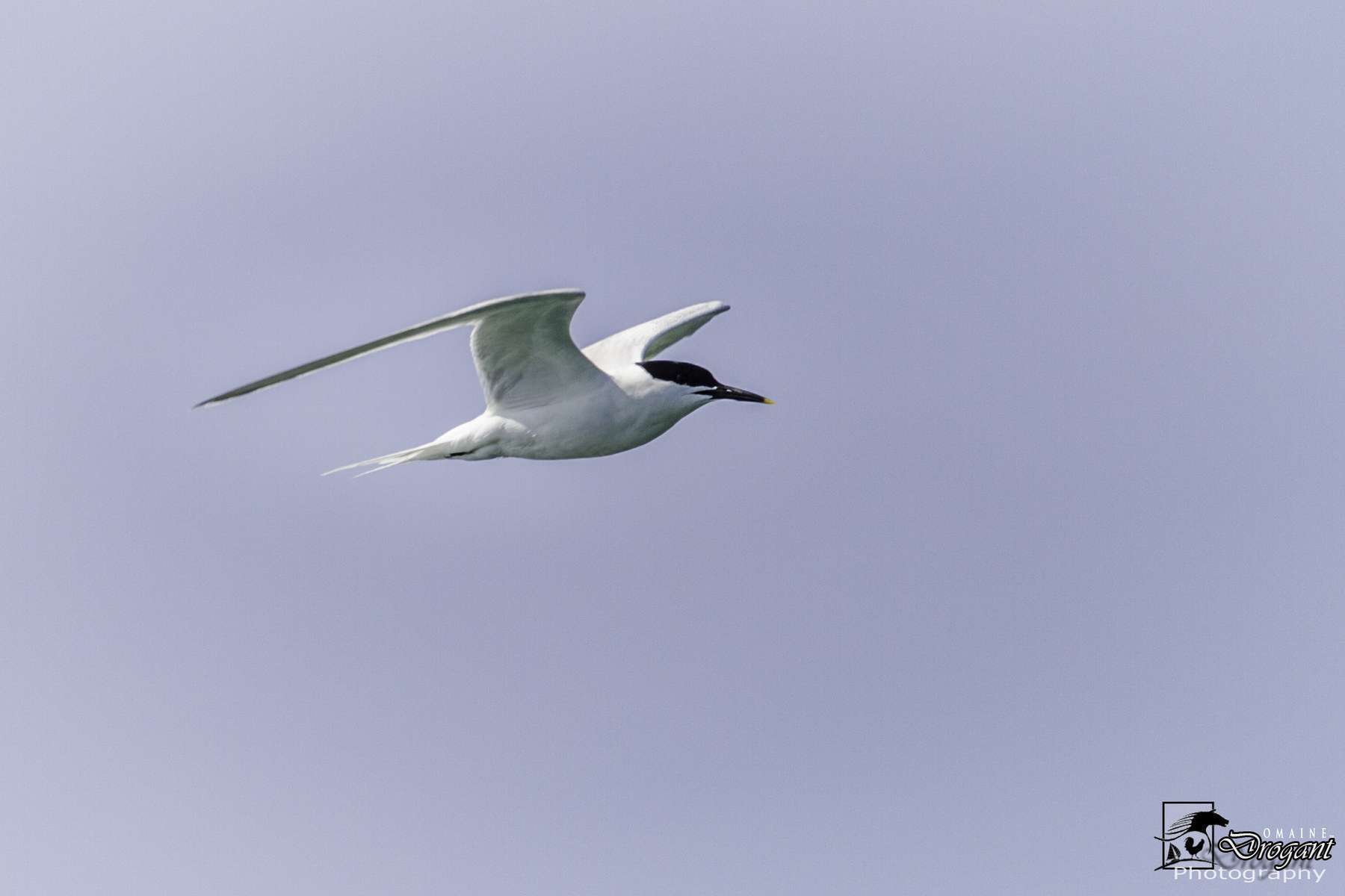 Sterne caugek (Thalasseus sandvicensis) en vol