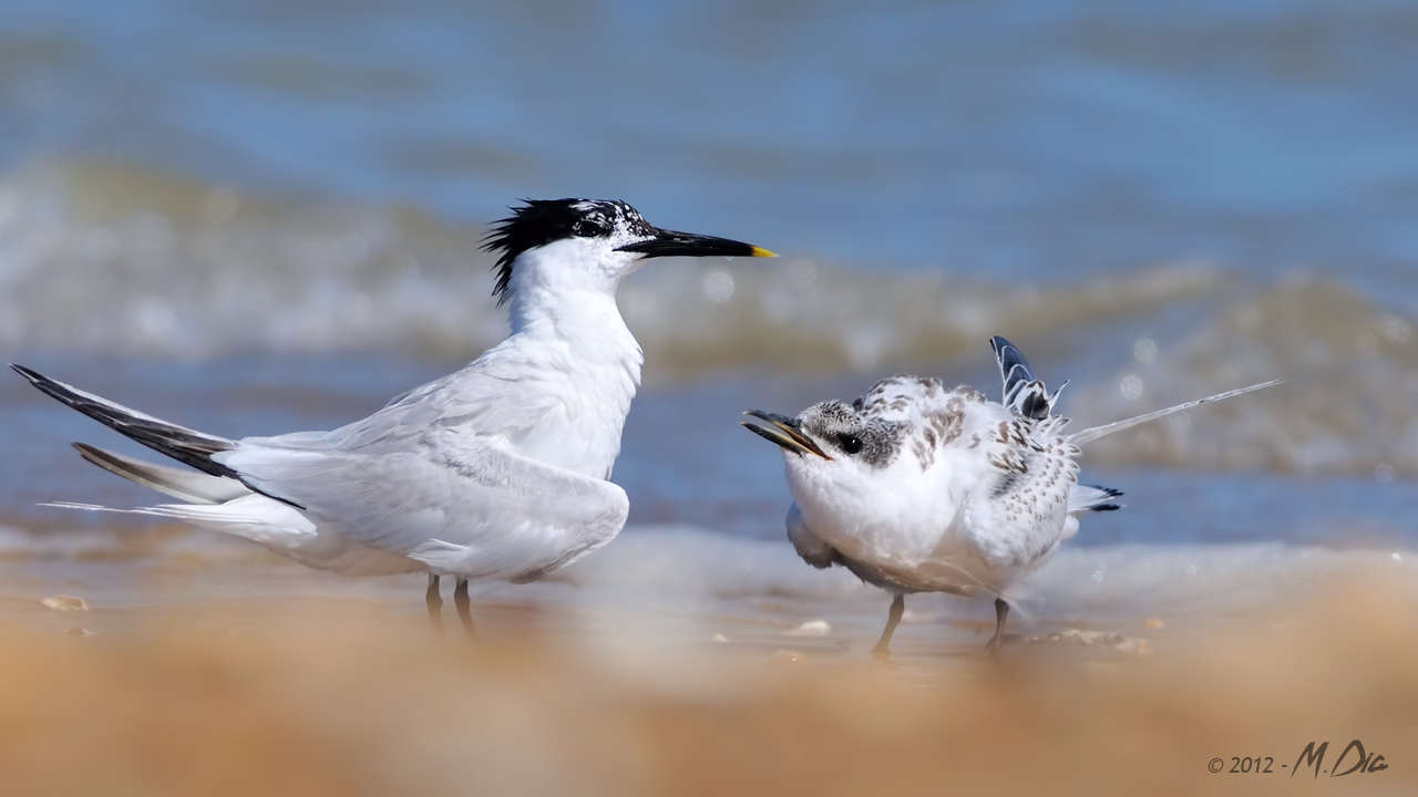 Sternes caugek (Thalasseus sandvicensis)