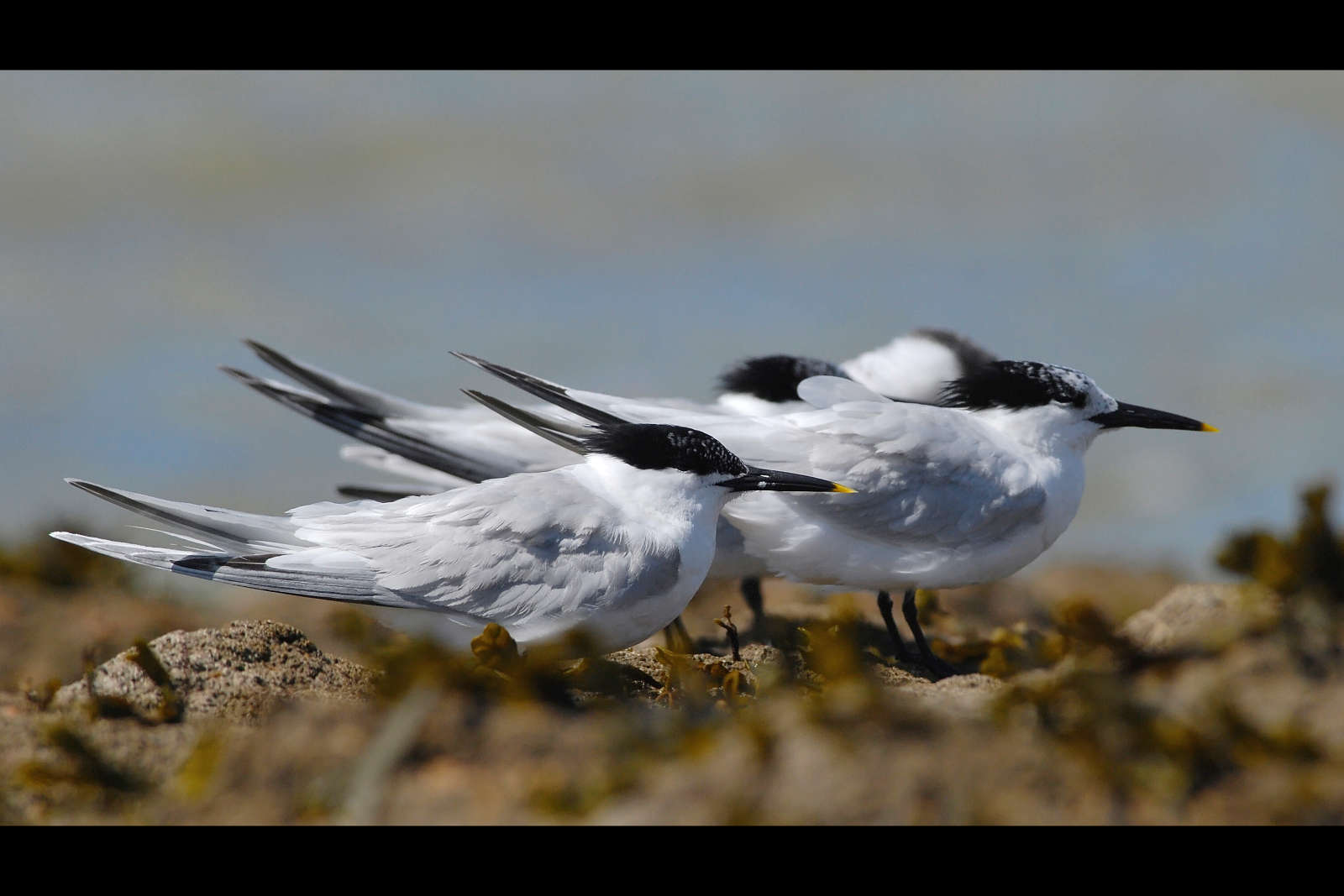 Sternes caugek (Thalasseus sandvicensis)