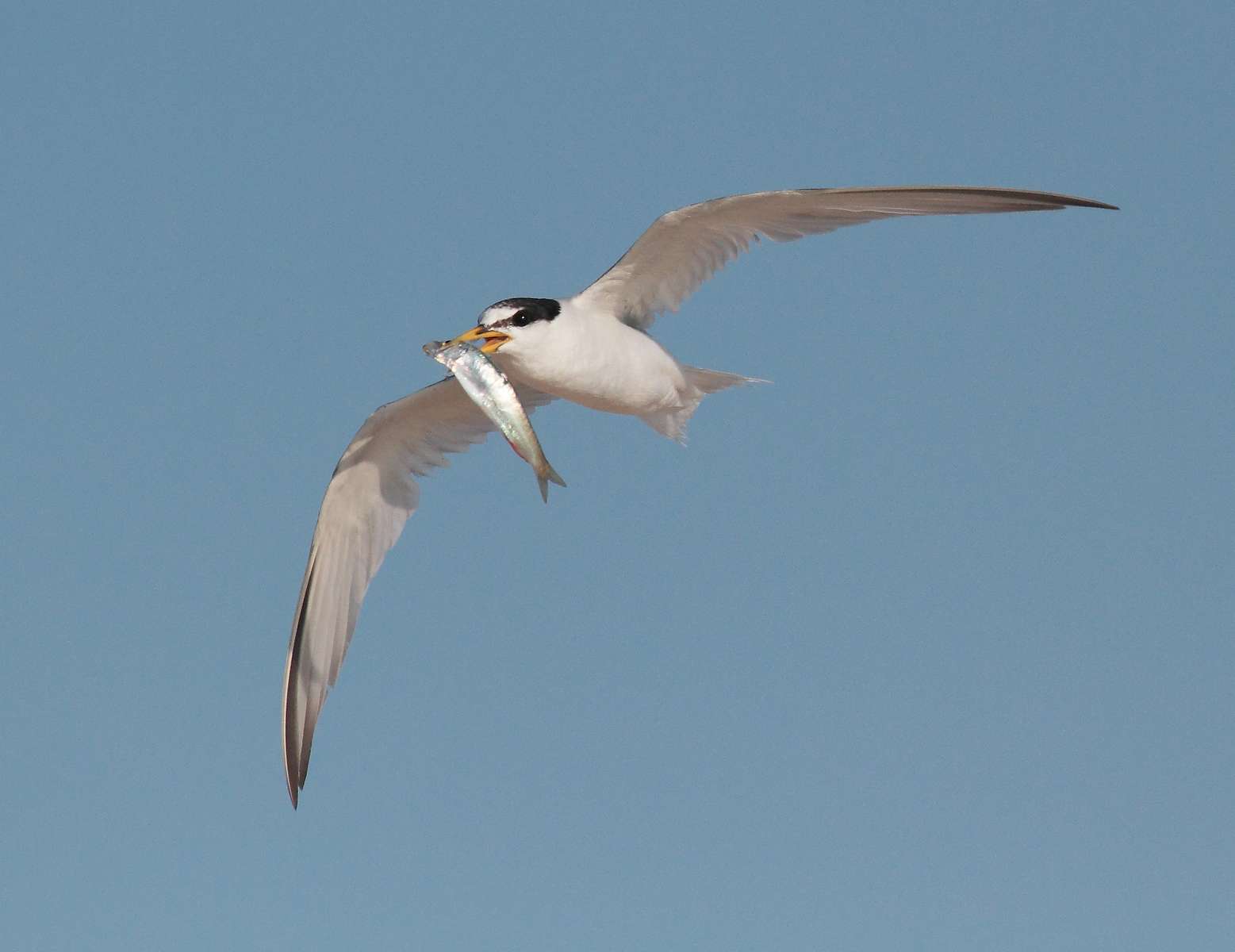 Sterne naine (Sternula albifrons) venant de capturer un poisson