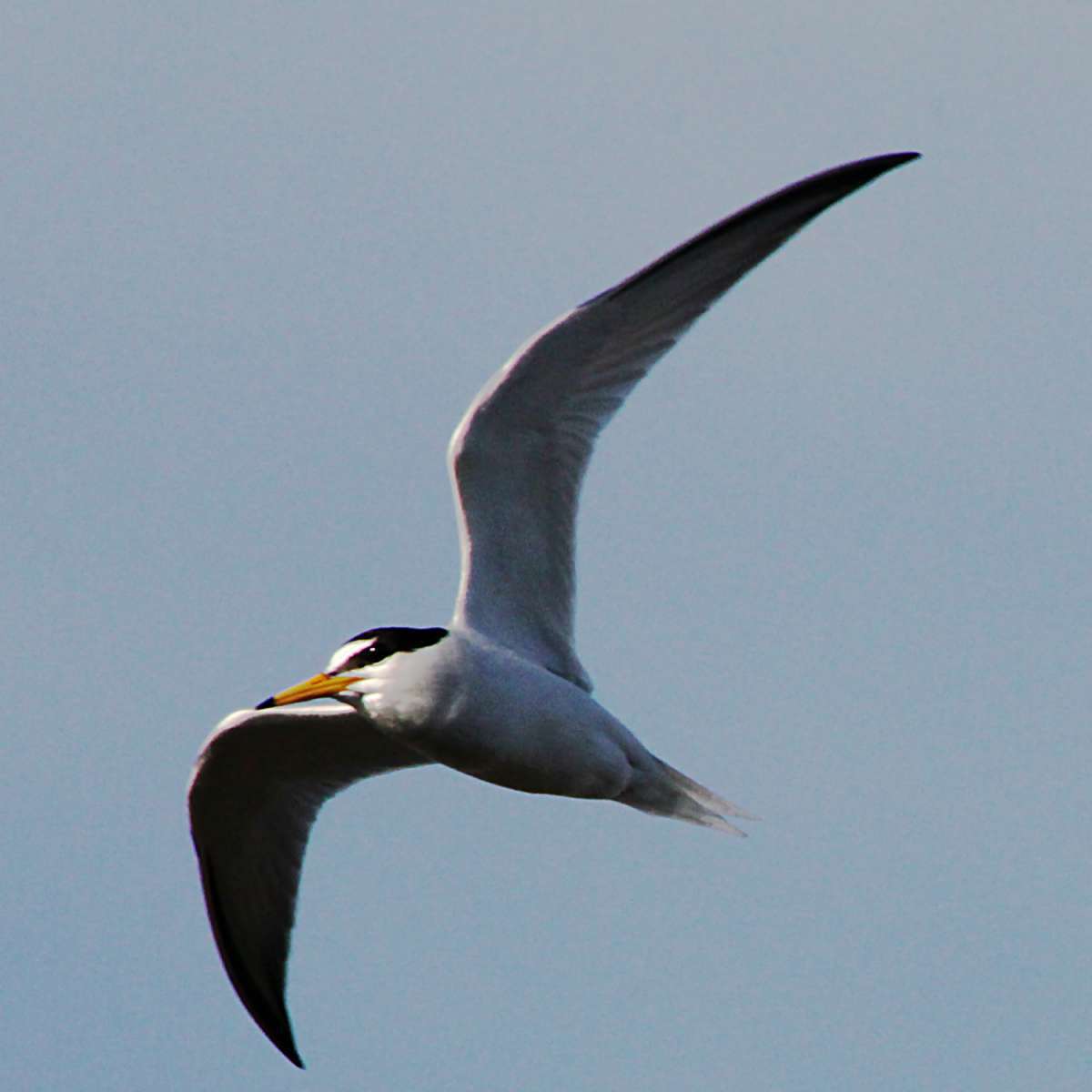 Sterne naine (Sternula albifrons) en vol