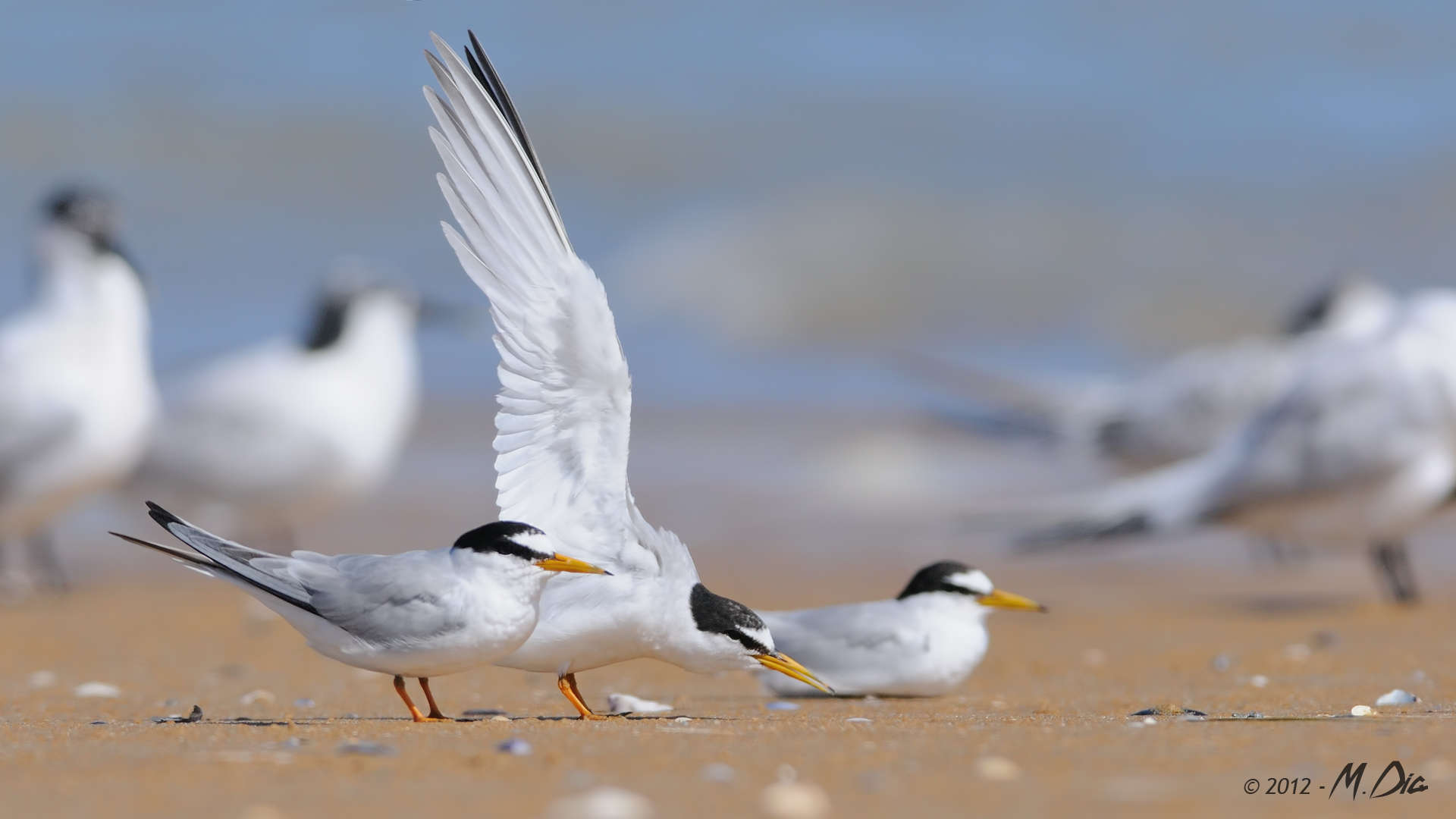 Sternes naines (Sternula albifrons) adultes