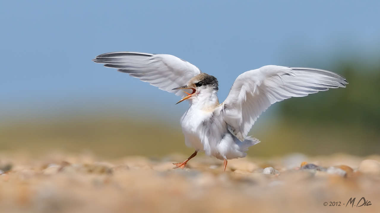 Jeune sterne naine (Sternula albifrons)