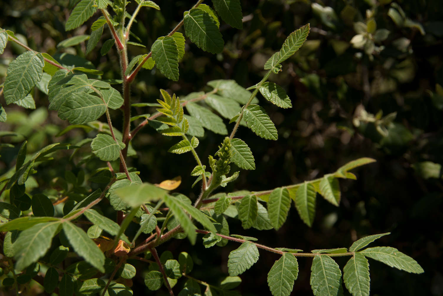 Sumac (Crédits : Cédric Seguin - Natural Solutions)