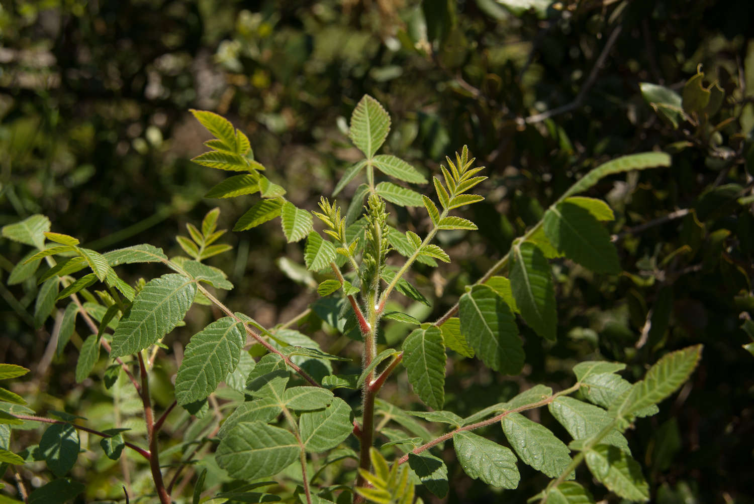 Sumac (Crédits : Cédric Seguin - Natural Solutions)