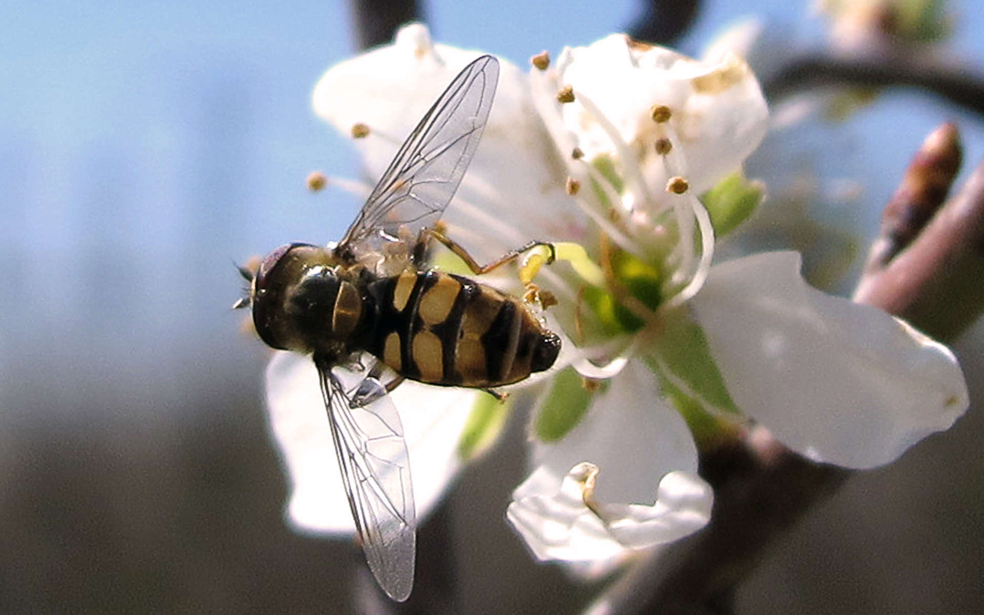 Syrphe des corolles (Crédits: Jacintha lluch valero - Flickr)