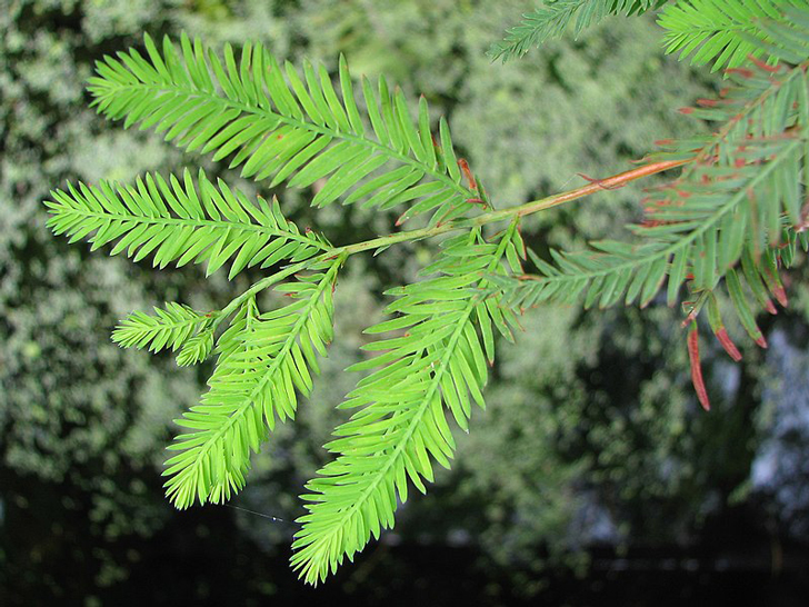 Cyprès chauve (crédits Agniezka Kwiecien Nova)