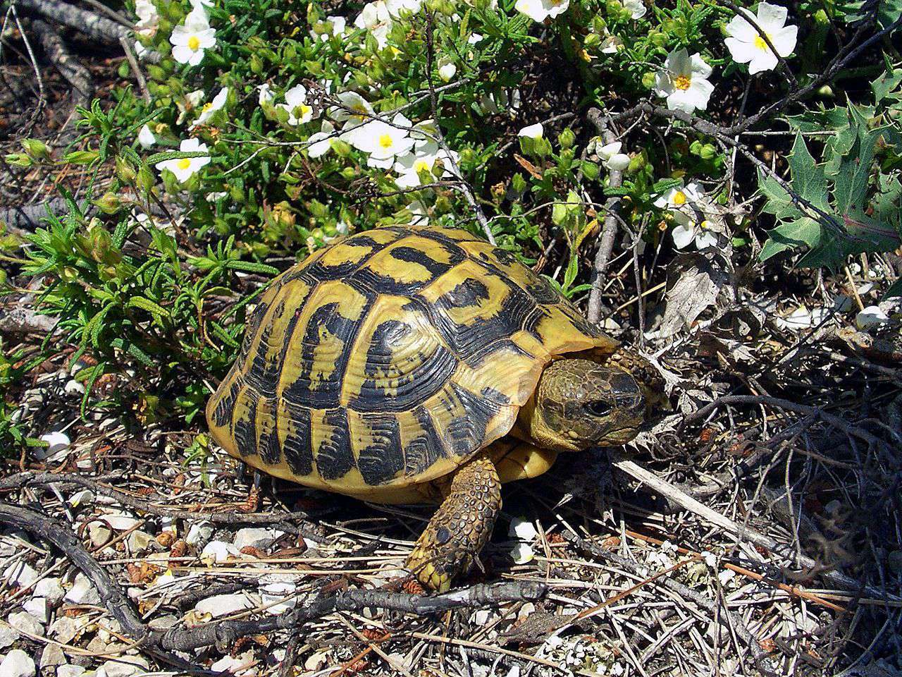 Tortue d'Hermann (Crédits: Mallorca)