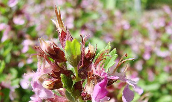 Teucrium chamaedrys (crédit: Guerin Nicolas)