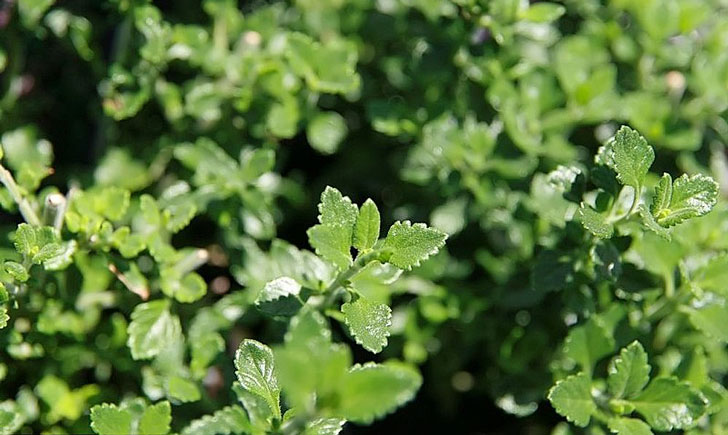 Teucrium chamaedrys (crédit: David J. Stang)