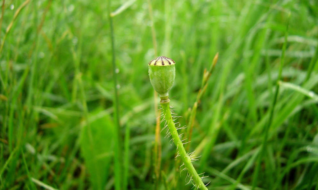 Coquelicot (Crédits : Thomas Bresson)