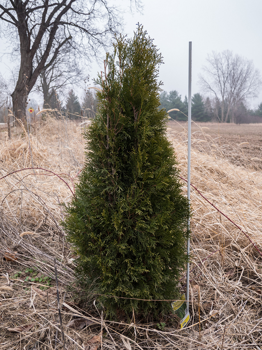 Port global d'un thuja. Crédits : F.D. Richards