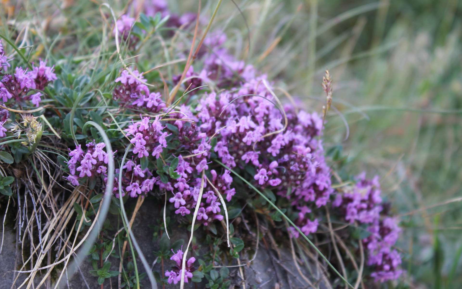 Thym serpolet (Crédits : Léa Charbonnier)