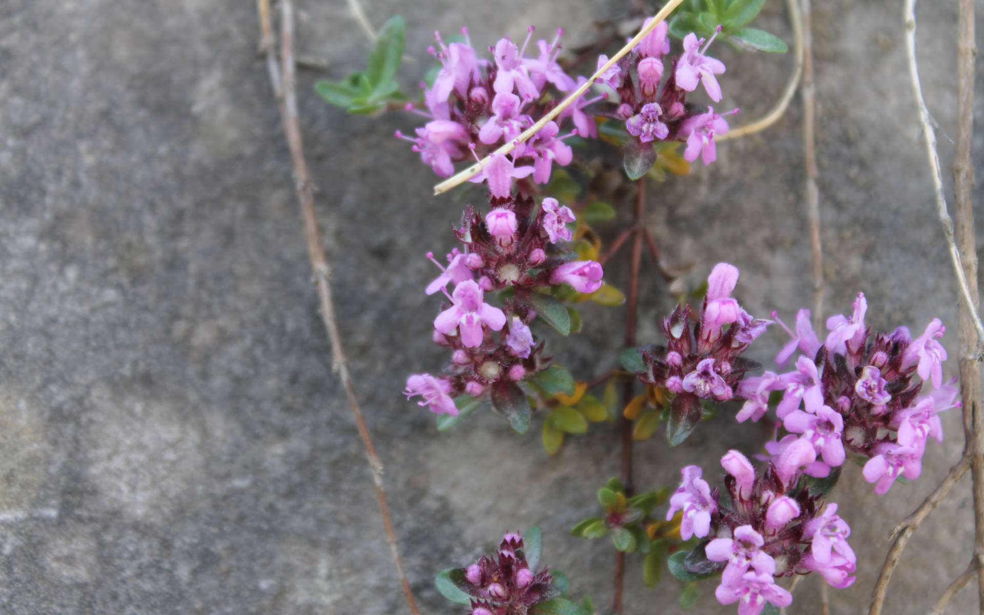 Thym serpolet (Crédits : Léa Charbonnier)