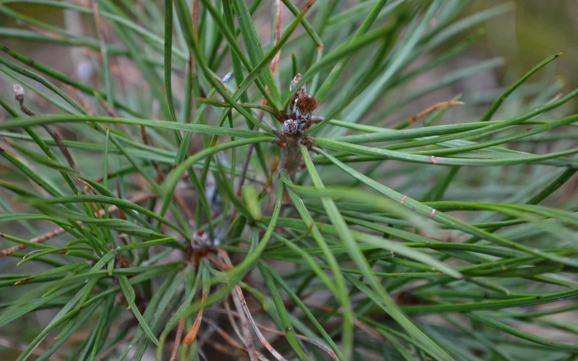 Pin Sylvestre (Crédits : Tim Strater - flickr)