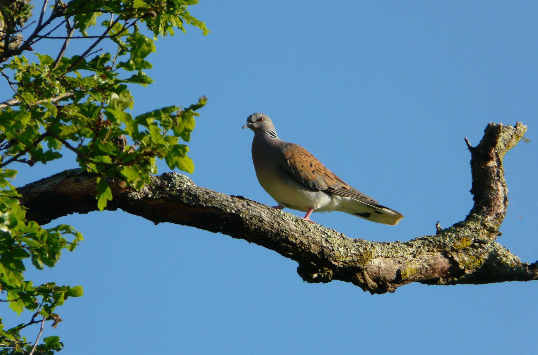 Tourterelle des bois