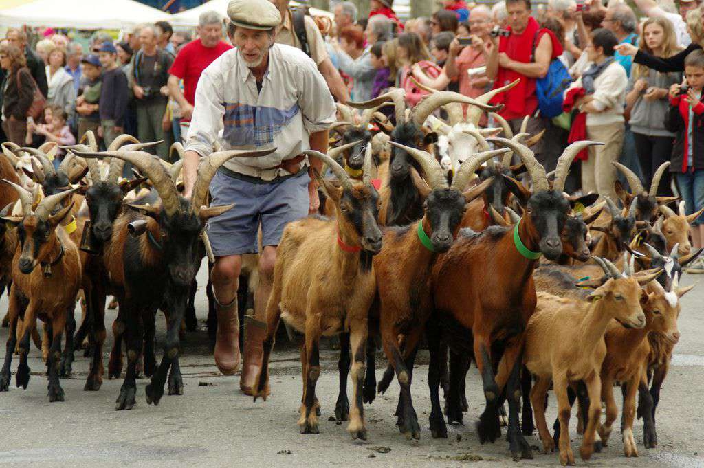 transhumance de chèvres (source: flickr)