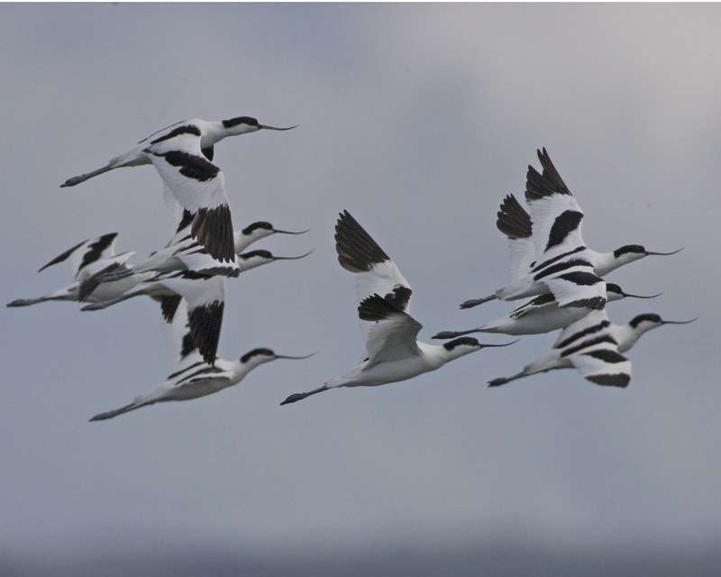 Avocette élégante en vol 