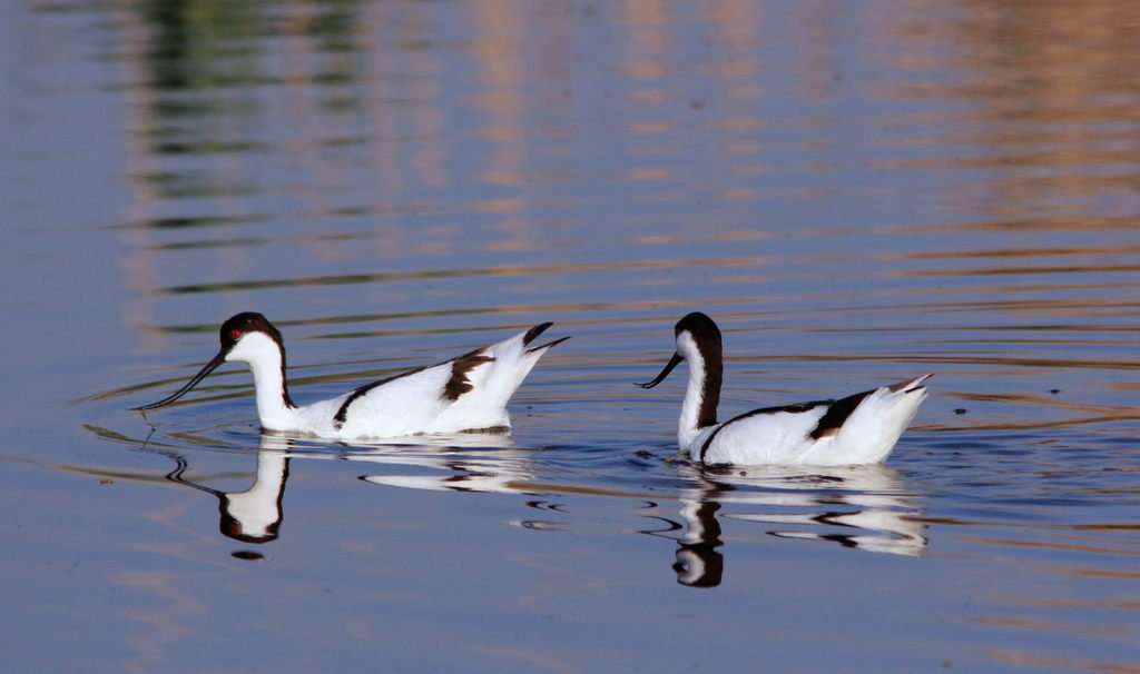 Avocette élégante sur l'eau