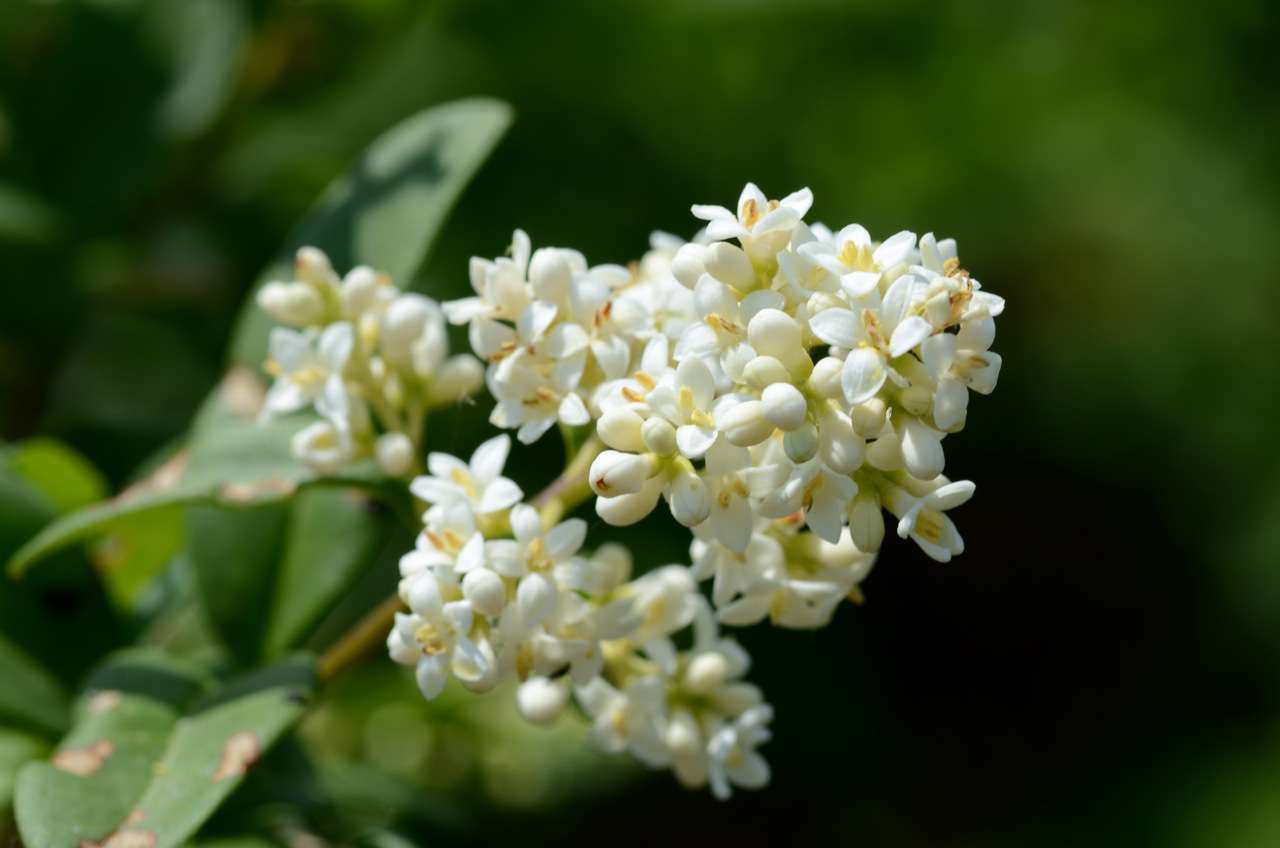 Troène commun - fleurs