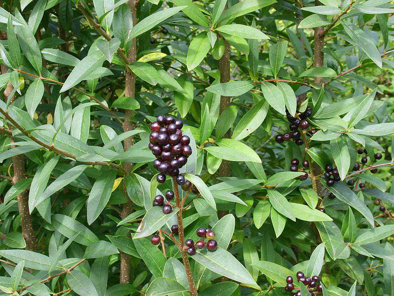 Troène commun - fruits