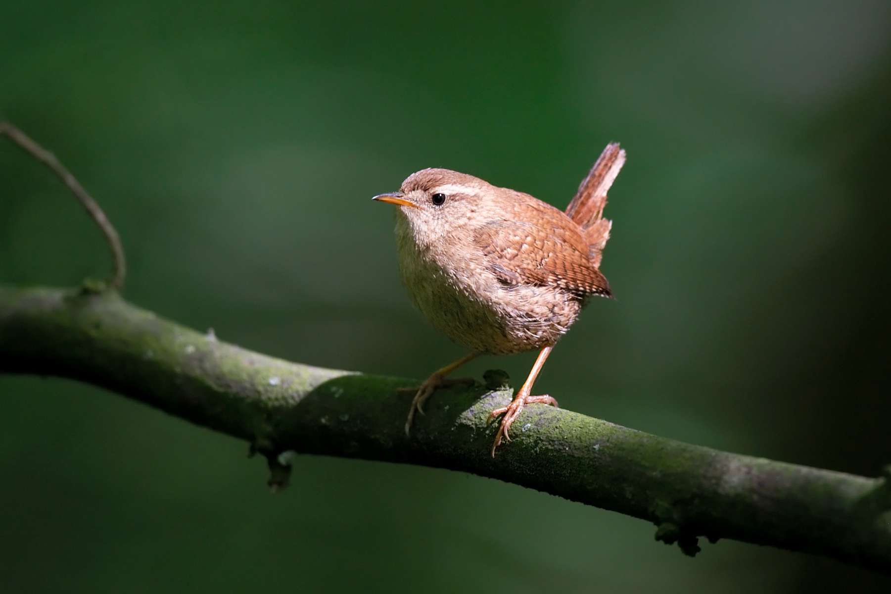 Troglodyte mignon