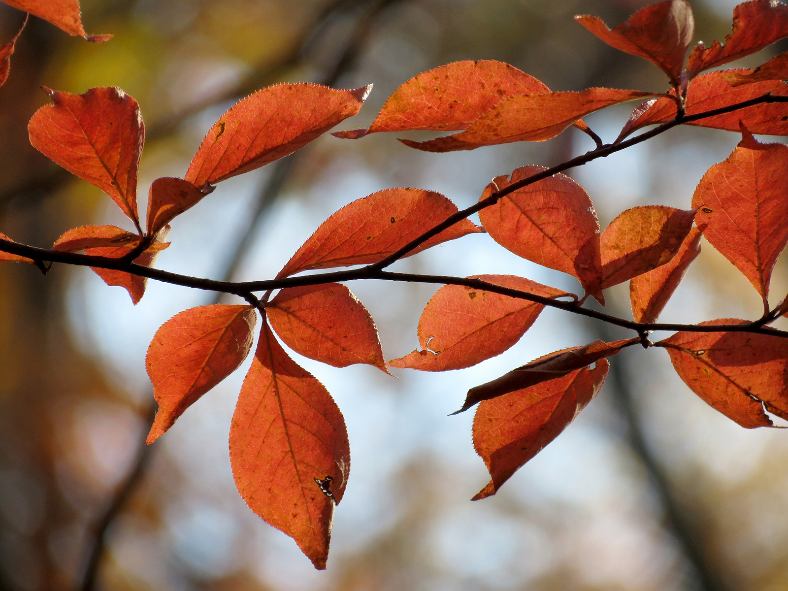 Tupelo, feuilles d'automne. Crédits : Katja Schulz - Flickr