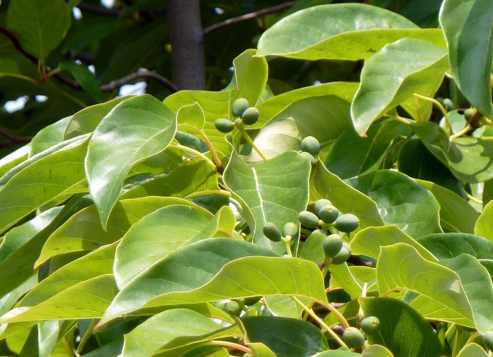 Feuilles et fruits de tupelo. Crédits : Wendy Cutler - Flickr