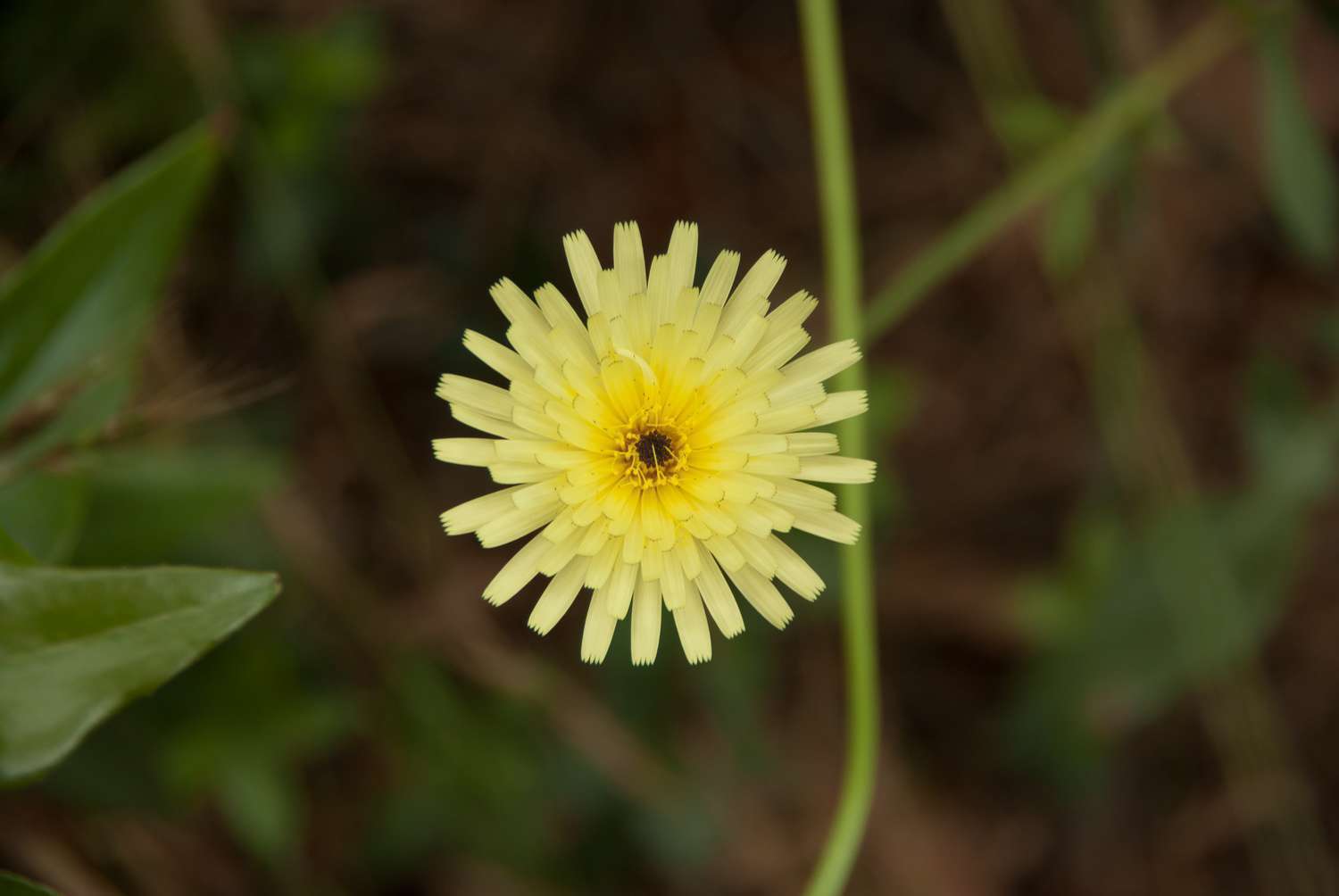 Urosperme de Daléchamps