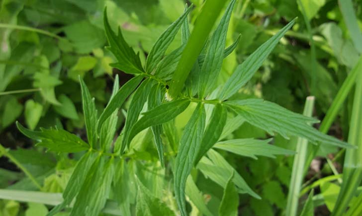 Valériane officinale - crédit RNN la Bassée