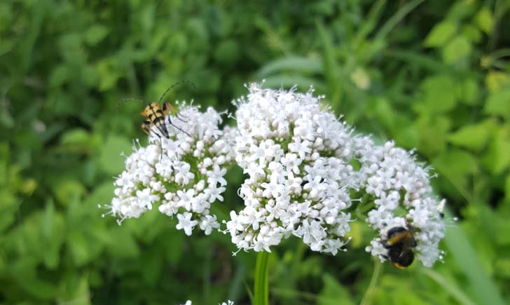 Valériane officinale - crédit RNN la Bassée