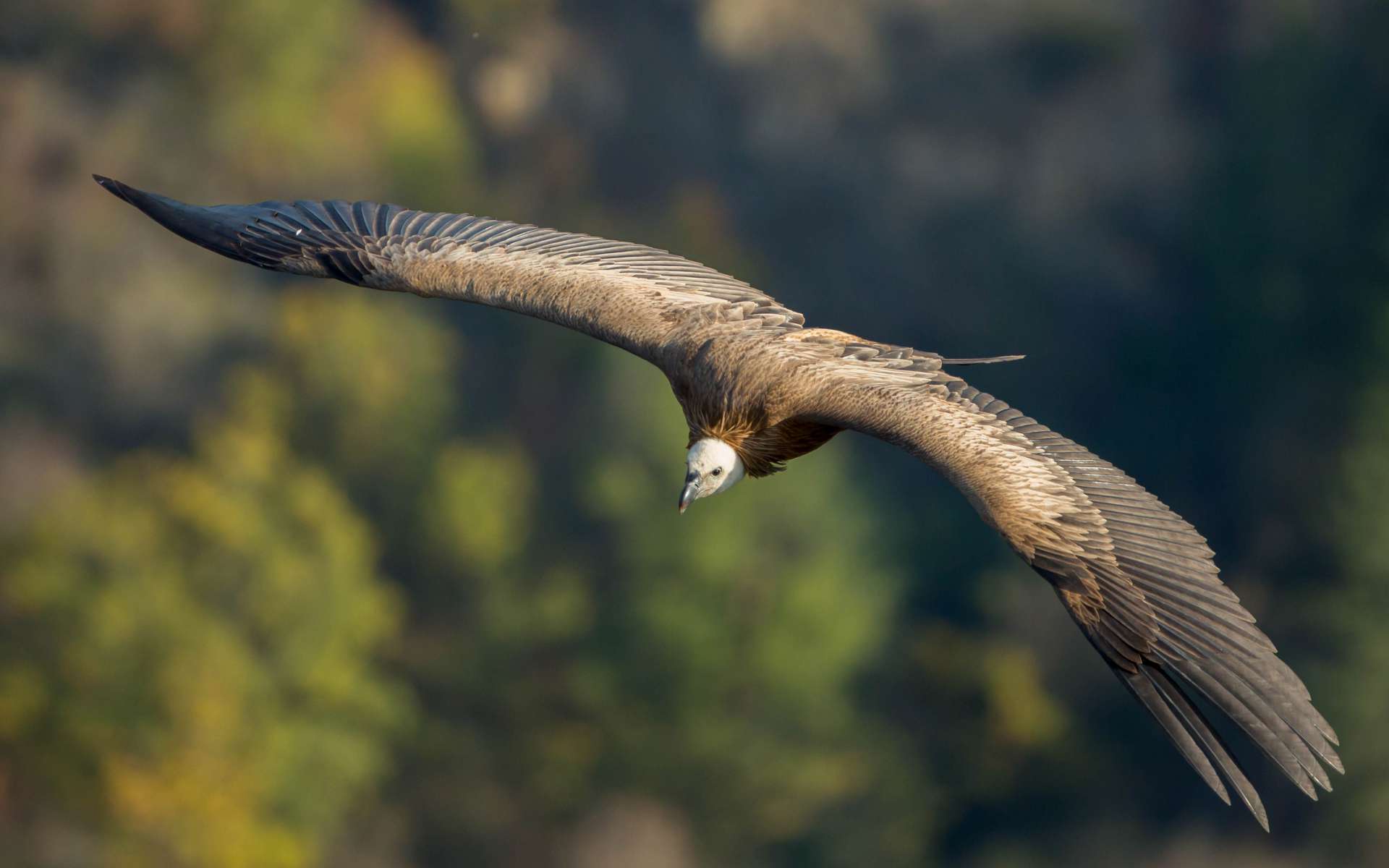 Vautour fauve (Crédits : Georges et Benjamin Bruny - flickr)