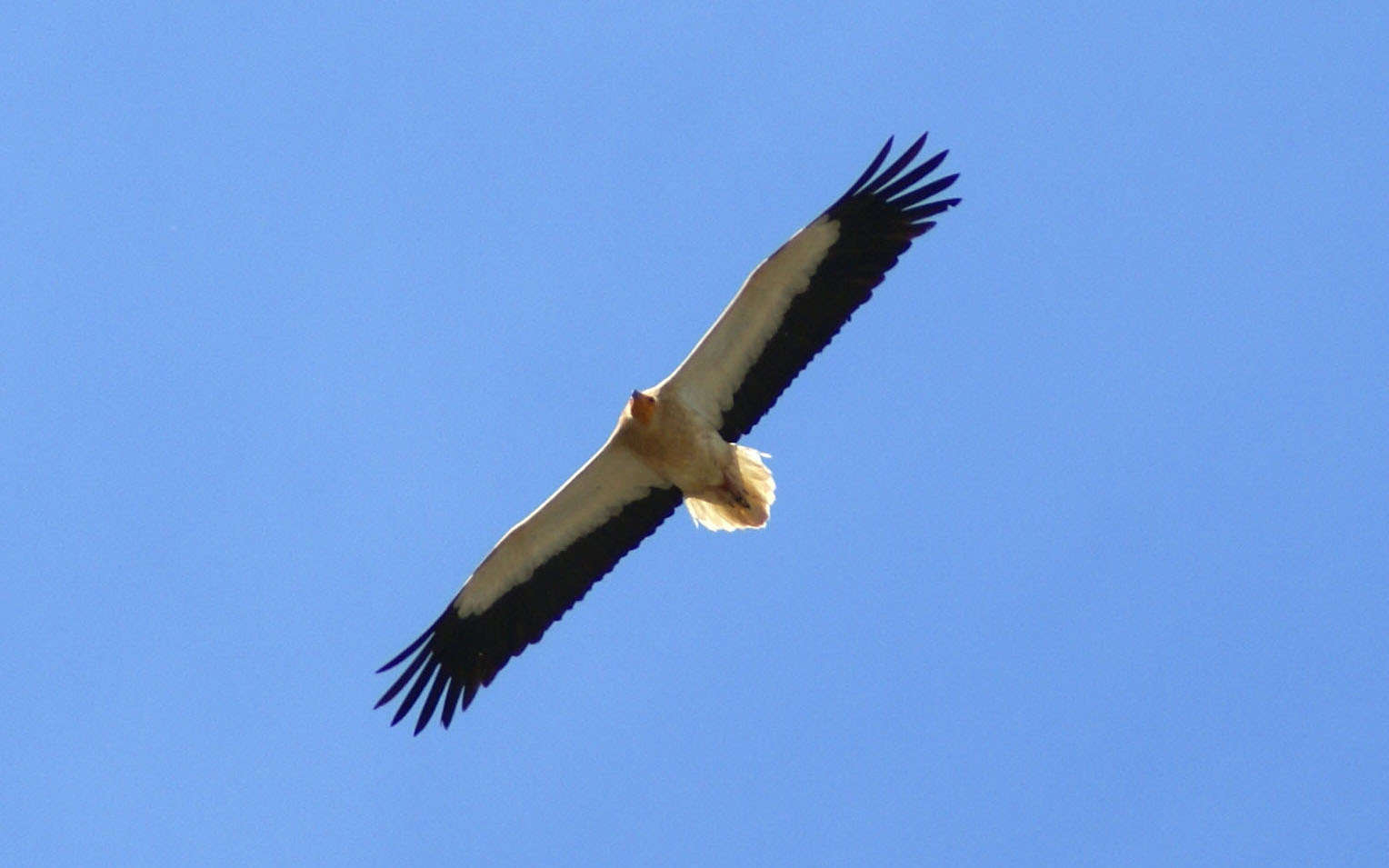 Vautour percnoptère ( Crédits : Putneymark)