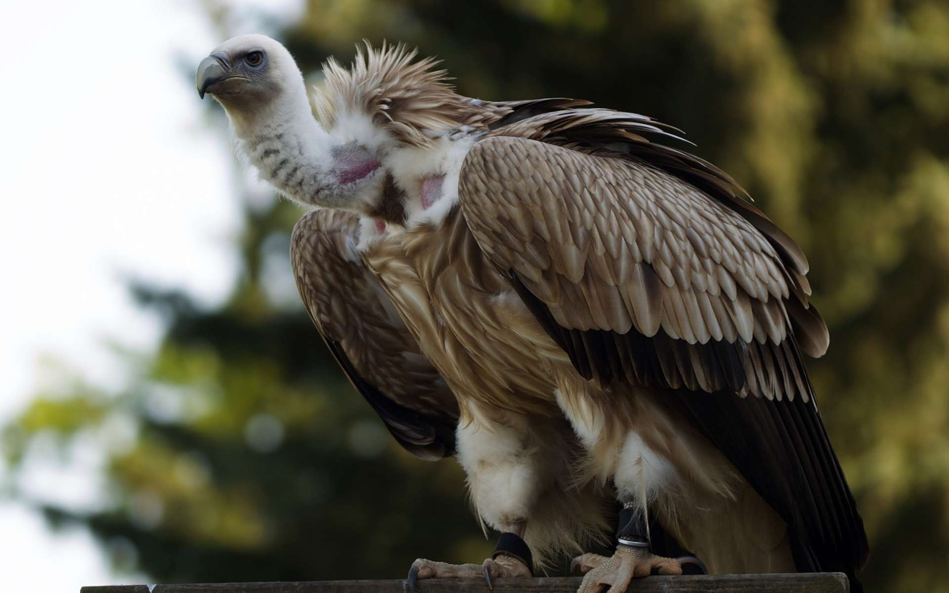 Vautour fauve (Crédits : Jörg Hempel - flickr)