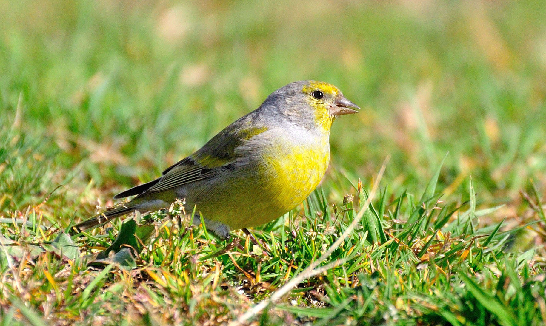 Venturon montagnard (mâle)