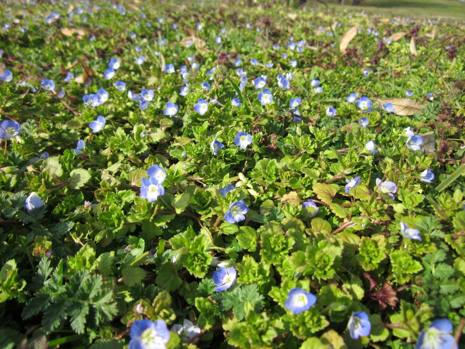 Véronique des champs - Veronica arvensis