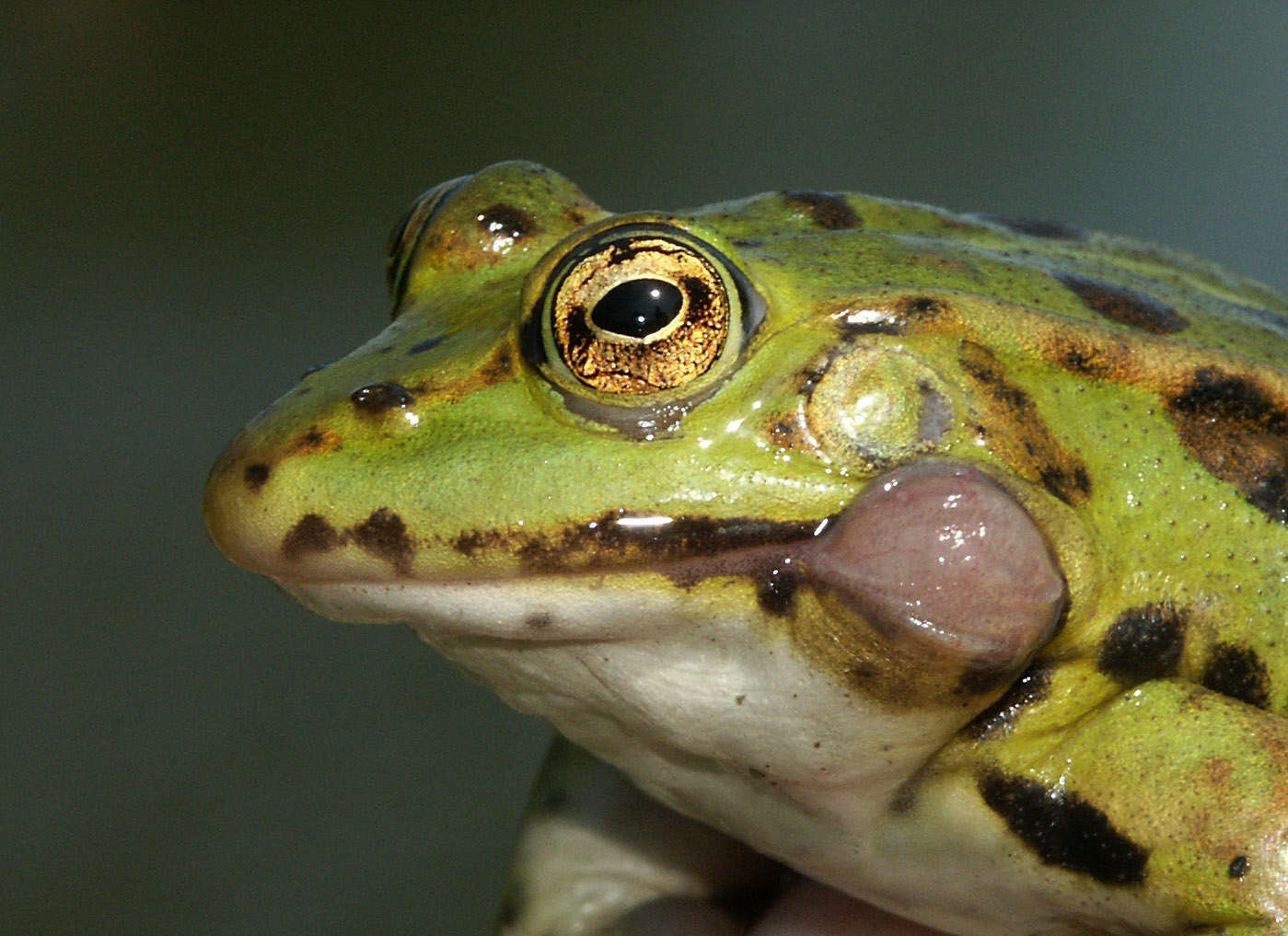 Grenouille verte